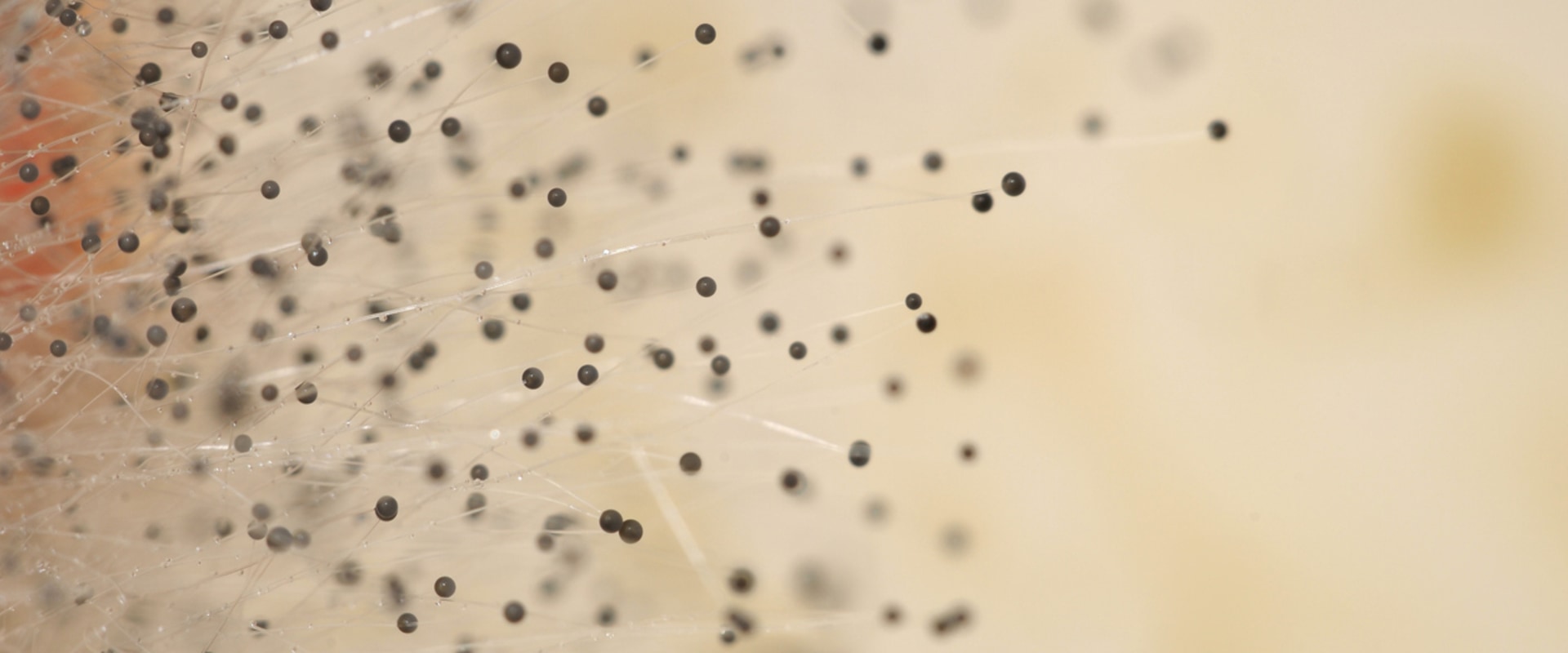 Why is My House Air Filter Turning Black?