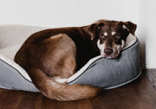 Breathe Easier With the Best 20x23x1 Air Filter for Allergy and Pet Dander Removal for a Fresher, Healthier Home